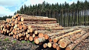 Ağaç ve orman ürünleri sektör temsilcilerinin hammadde arayışı