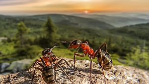 Bir Karınca Bir Orman Kurtarır mı ?