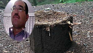 Cami imamı kestiği ağacın altında kalarak hayatını kaybetti 