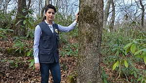 Fatsa Ormanları Kadın Şeften Soruluyor
