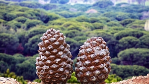 Fıstık Çamları için iki izleme istasyonu kurulacak