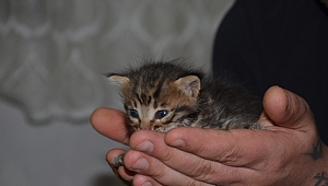 Genç kadın kedinin süt annesi oldu 