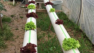 Genç Ziraatçi topraksız tarım uygulaması ile üretim gerçeklestirdi