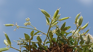 - Hizan'da yeni bir bitki türü keşfedildi 