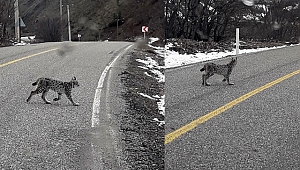 Kırmızı listedeki 