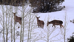 Kızıl Geyikler Giresun kırsalına uyum sağladı