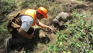 Kralların yiyeceği 