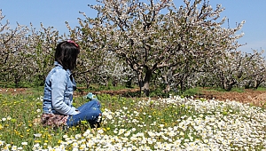 Kuzey yarım kürenin ilk kirazı 15 gün sonra sofralarda