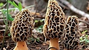 Kuzu Göbeği Mantarını Plastik Poşetle Toplamayın