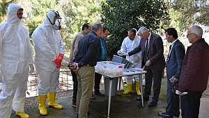 Mersin’de çam kese böceği ile biyolojik mücadele başladı