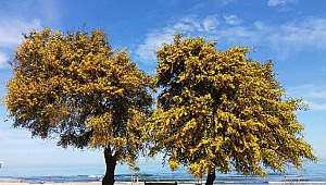 Mimozalar Dalında Güzel Koparmayın