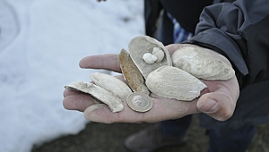 Muş'ta deniz canlılarına ait 11 milyon yıllık fosiller bulundu 