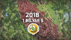 Ormanlardan Üretilen Odun Dışı Ürünlerden 1 Milyar Dolar Gelir Sağlandı