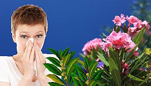 “Polen alerjisini engellemek için şehir merkezlerine zakkum ve defne dikilmeli”