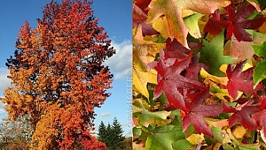 Sığla Ağacı Medeniyetlerin Sentezi