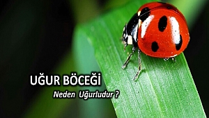 Uğur Böceğini 