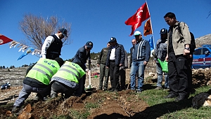 Yanan alana gelir getirici fidanlar dikildi 