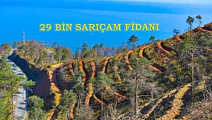 Yanan Sarıçam Ormanı'na 29 bin yeni sarıçam fidanı daha