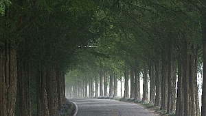Yol Kenarları Neden Ağaçlandırılır