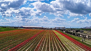 400 dönümlük araziye ekilen 30 milyon lale açmaya başladı. 