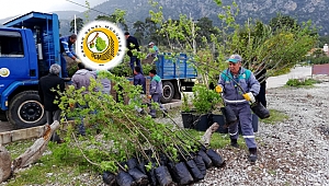 Akbük’e 100 adet Sığla ve Menengeç fidanı gönderildi