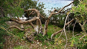 Akbük Koyunda Kesilen Ağaçlar için 2 Şüpheli Sorguda