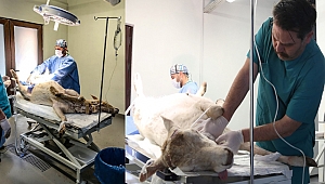 Alageyiğe Tümör Ameliyatı 