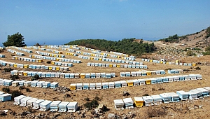 Arılara Geçiş Üstünlüğü Getirildi