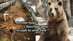 Ayılar ayılık etmiş , peki suçlular mı?