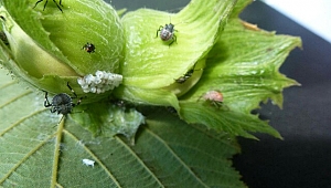 Başımız İstilacı Böceklerle Dertte 