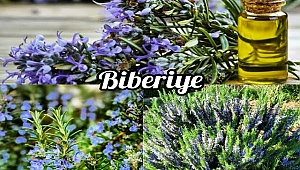 Biberiye Nedir? Faydaları Nelerdir ?