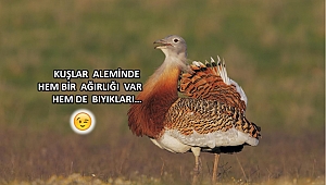 Dünyanın uçabilen en ağır kuşu Türkiye'de gözlemlendi