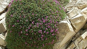 Geven deyip geçmeyin 