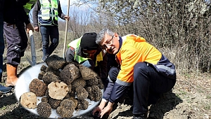 Kastamonu’da Trüf Mantarlı Meşe Fidanları dikildi