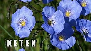 Keten Bitkisi ve Faydaları 