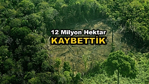 Küresel orman kaybı yükselerek devam ediyor 