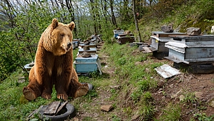 Ordu'lu arı üreticilerinin 'aç ayı' kabusu
