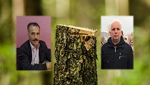 Orman işçilerinin üzerine ağaç devrildi: 1 ölü, 1 yaralı