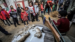  Ormanda Hiçbir Hayvan, Başka Bir Hayvana İşkence Etmez