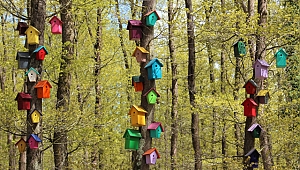 Ormandaki Toplu Konutlar: Kuş Yuvaları