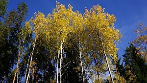 Polen Alerjisi ve Kavak Ağacı Kesmek