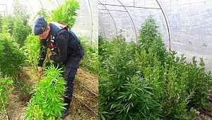 Serada 537 kök keneviri sularken yakalandılar