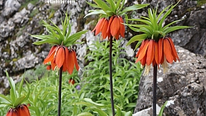 Ters laleler çiçek açtı