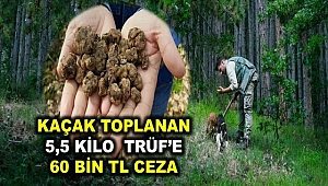 Trüf Nedir Neden Değerlidir?
