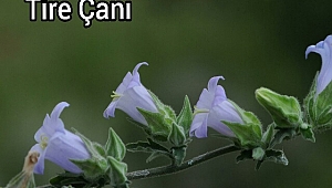 Üretken bilim insanından bir bitki keşif daha 