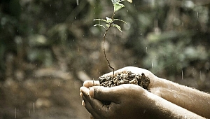 Yağmur Kokusunun Nedeni ...
