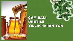 Avrupa’ya yapılan bal ihracatının yüzde 90’ı çam balı ihracatı
