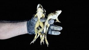 Kilosu 45 TL'ye Satılan Kurbağalar İçin Gece Avı