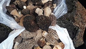 Kurusu 600 , Yaşı 100 TL'den Alıcı Buluyor 