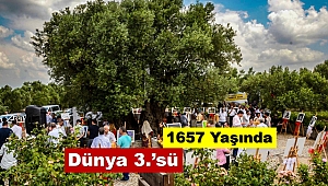 Dünyanın en yaşlı meyve veren 3. Ağacı Kırkağaç'ta 